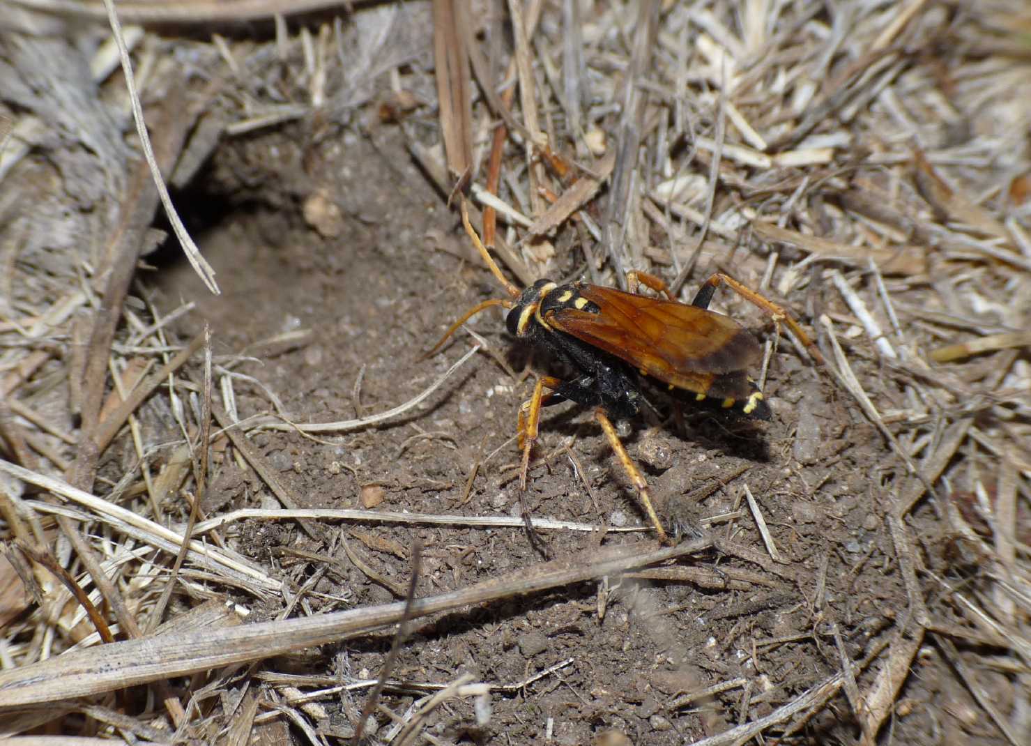 Batozonellus lacerticida con Argiope bruennichi